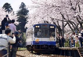 Cherry blossoms at train station on quake-hit Noto Peninsula