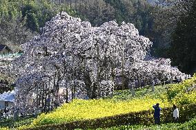 Ancient cherry tree in Japan