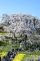 Ancient cherry tree in Japan