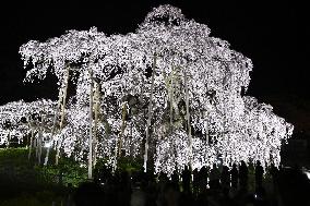 Ancient cherry tree in Japan
