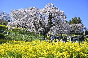 Ancient cherry tree in Japan