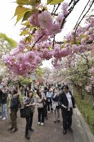 Cherry blossom viewing in Osaka