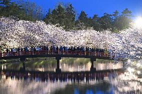 Cherry blossoms in northeastern Japan