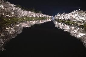 Cherry blossoms in northeastern Japan