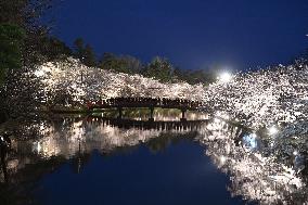 Cherry blossoms in northeastern Japan