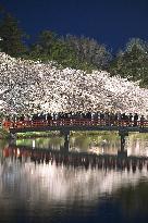 Cherry blossoms in northeastern Japan