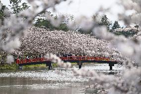 Cherry blossoms in northeastern Japan