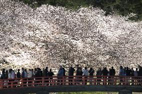 Cherry blossoms in northeastern Japan