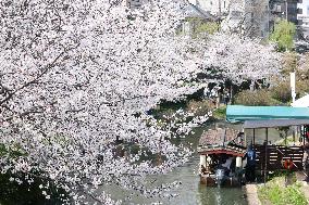 An image of the cherry blossoms in Fushimi, Kyoto