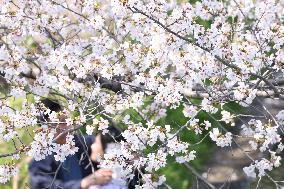 An image of the cherry blossoms in Fushimi, Kyoto