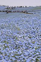 Nemophila flowers in eastern Japan