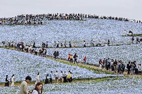 Nemophila flowers in eastern Japan