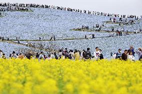 Nemophila flowers in eastern Japan