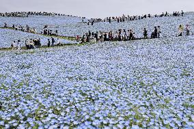 Nemophila flowers in eastern Japan
