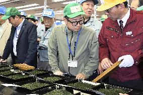 Auction for tea leaves