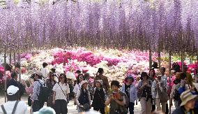 Wisteria flowers at eastern Japan park