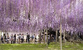Wisteria flowers at eastern Japan park
