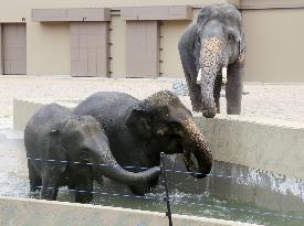 Asian elephants from Malaysia at Osaka zoo
