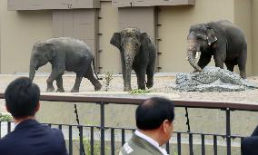 Asian elephants from Malaysia at Osaka zoo