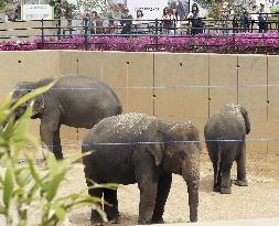 Asian elephants from Malaysia at Osaka zoo