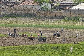 Farmers in N. Korea's Sinuiju