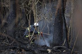 Wildfire in Iwate Pref.