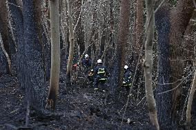 Wildfire in Iwate Pref.