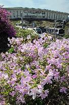 Azaleas in full bloom near Fukushima plant