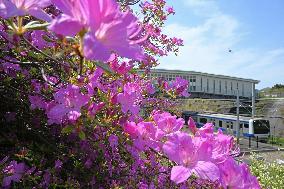 Azaleas in full bloom near Fukushima plant