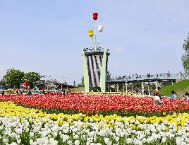 Tulips at central Japan park