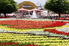 Tulips at central Japan park