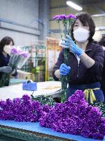 Blue carnation shipments ready
