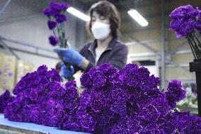 Blue carnation shipments ready