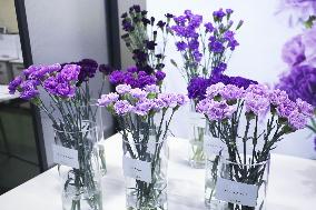 Blue carnation shipments ready