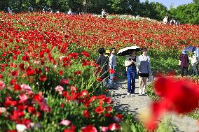 Shirley poppies