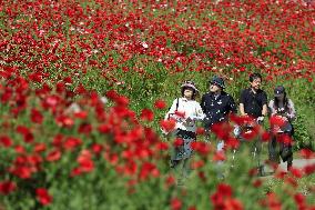 Shirley poppies