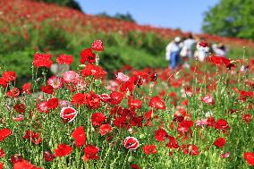 Shirley poppies