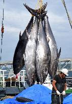 Season's 1st bluefin tuna haul in Tottori