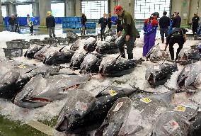 Season's 1st bluefin tuna haul in Tottori