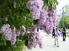 Lilac festival in Sapporo