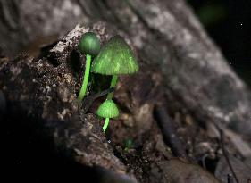 Glowing mushrooms in western Japan