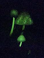 Glowing mushrooms in western Japan