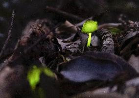 Glowing mushrooms in western Japan