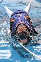 Rehabilitation of injured racing horses