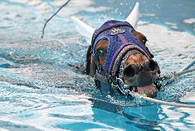 Rehabilitation of injured racing horses