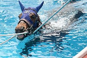 Rehabilitation of injured racing horses