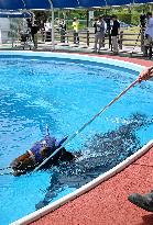Rehabilitation of injured racing horses