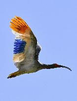 Crested ibises released into wild on Japan's main island
