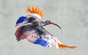 Crested ibises released into wild on Japan's main island