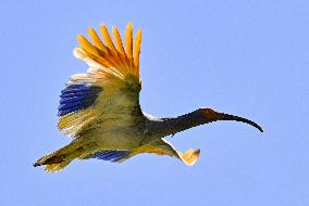 Crested ibises released into wild on Japan's main island
